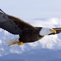 May We All Fly Like Eagles