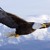 Artwork for May We All Fly Like Eagles