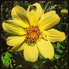 Flower (For Cello And Electronics Featuring Kaitlin Crull)