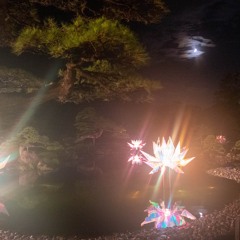 Floating Lotus on the Universe