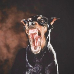 "BIG BITE NO BARK" CARTO J