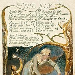 The Fly