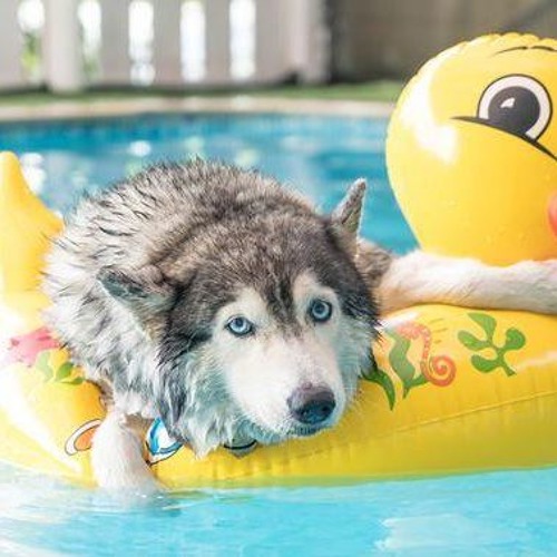 Why are the late summer months called the "Dog Days of Summer"?