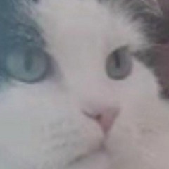 РВЁТ ПЕРЕПОНОЧКИ