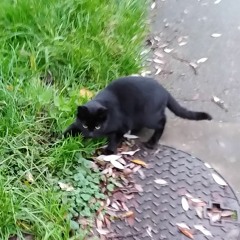 Like A Black Cat In Autumn