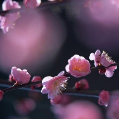 Melodic Techno V41 (Mees Salomé, Chicola, Ben Böhmer, Ben C & Kalsx, Soma Soul, Max TenRom,..)