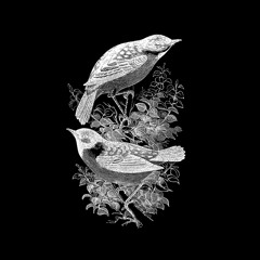 we were promised birds