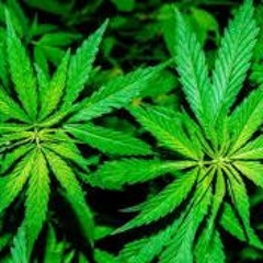 Rap - Ragga - Loh Rene Flow Ft. Shaggy - En La Nota Rec!