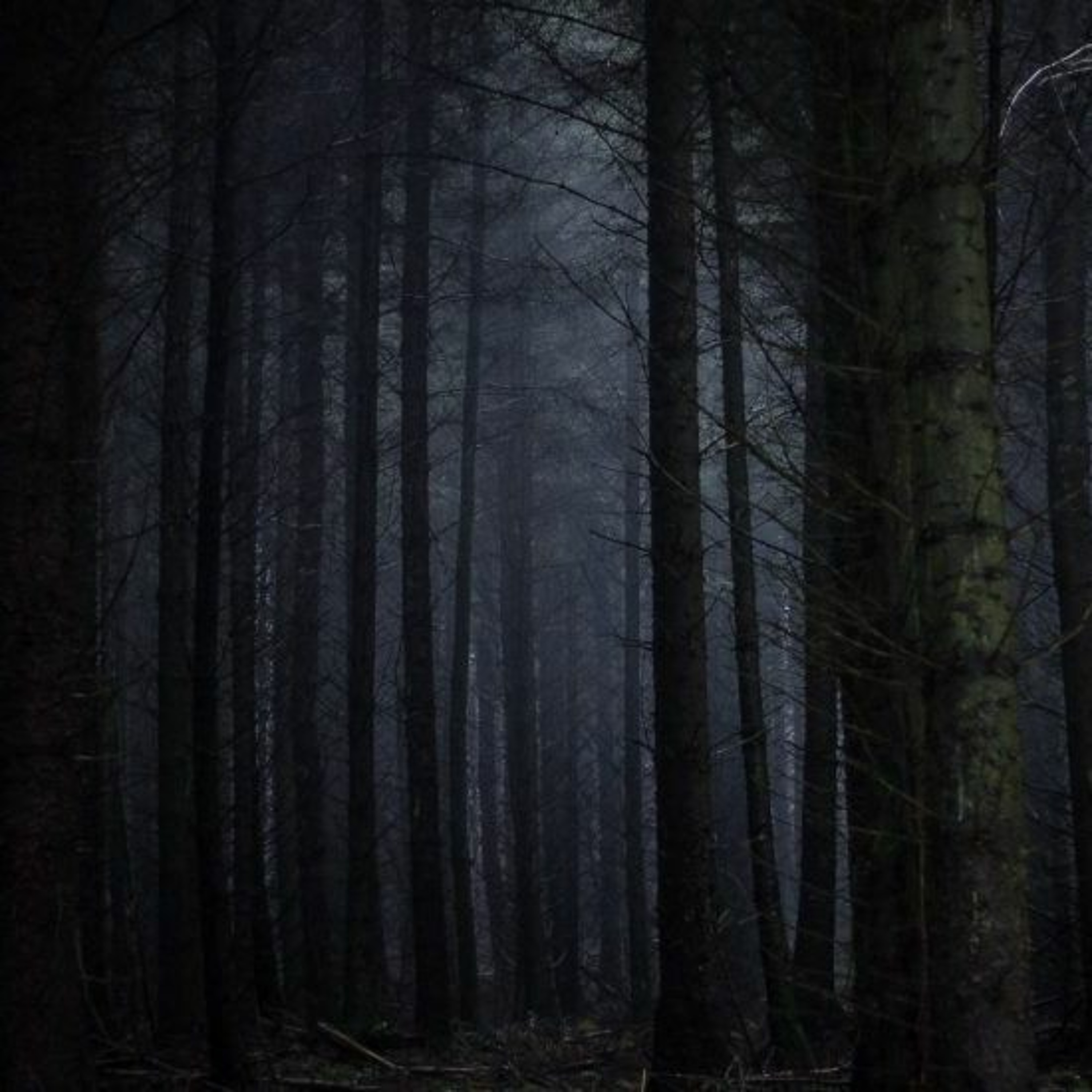 Dark forest episode artwork