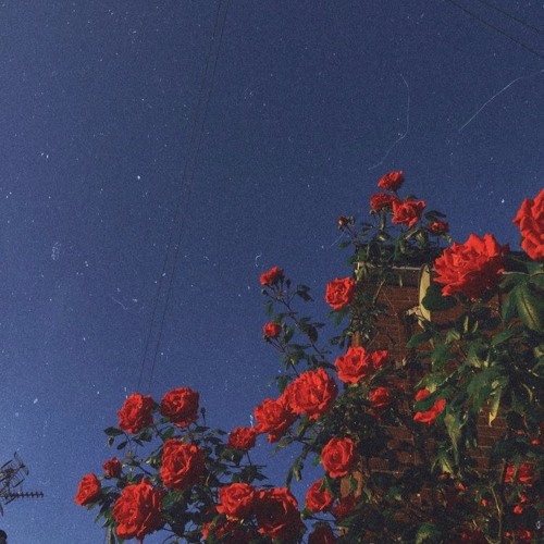 Rose_
