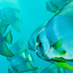 off limits (w/ CardoGotWings & WIDNICK)