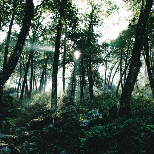 Stream The - Palace by AZW | Listen online for free on SoundCloud