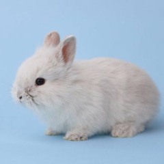 White Rabbit (Jefferson Airplane Cover)