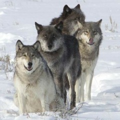La SDJ Crew - Los 4 lobos.wmv(MP3_128K).mp3