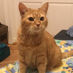 Windisch Quartet live in Zürich