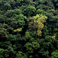 Rain and Birds at Royal Manas National Park, Bhutan. (15 min)