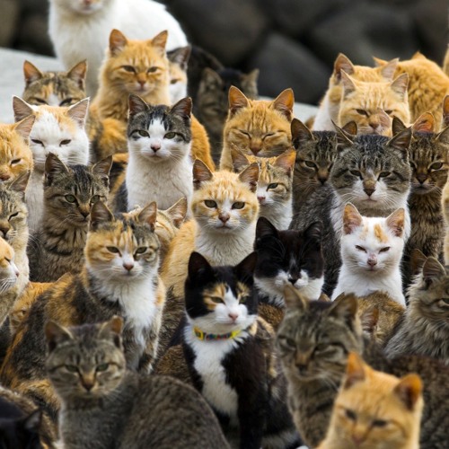 Strange Cats ft A-woken and friends, also produced by A-woken.