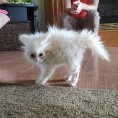 house of the rising sun by alt-j - cover