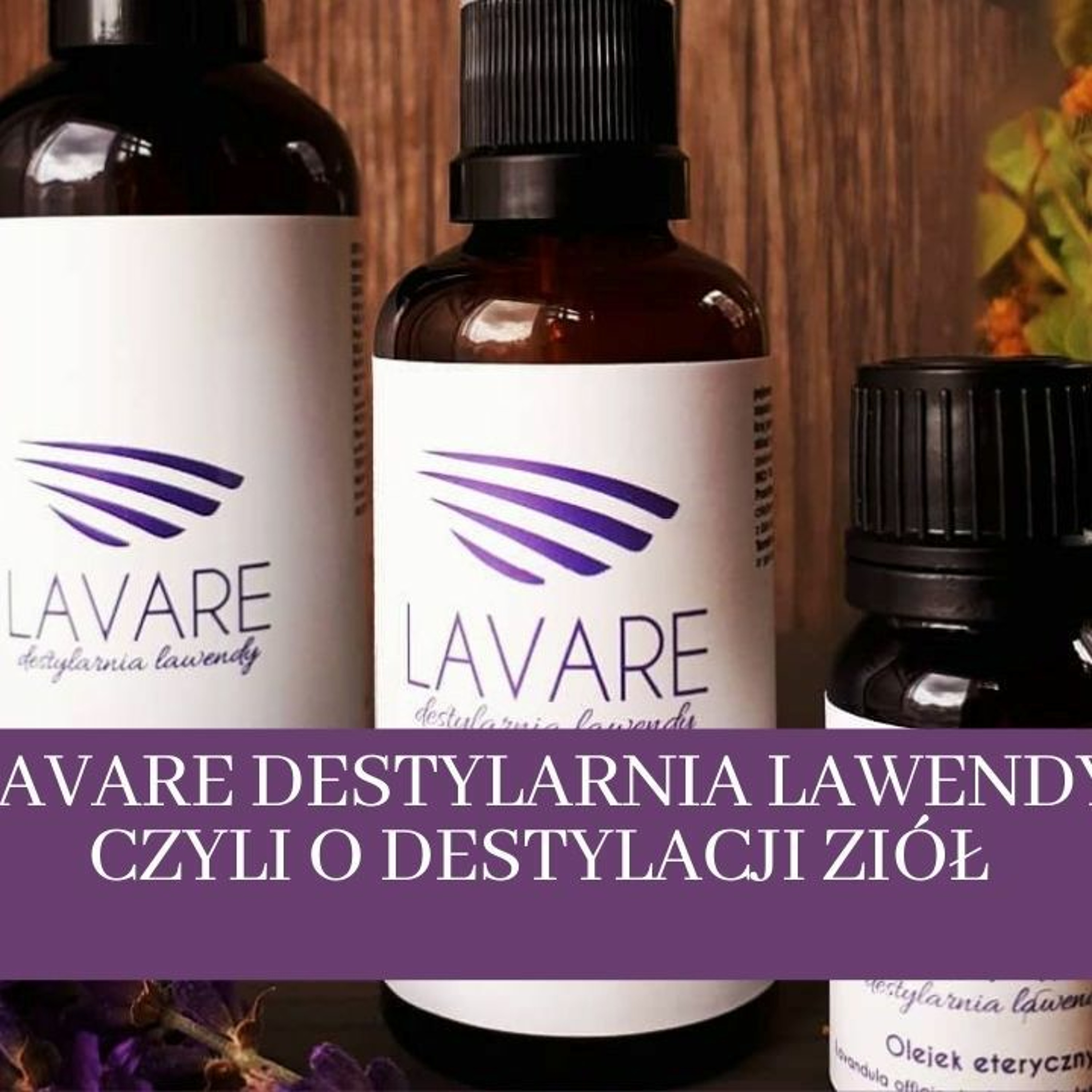 Koza na Lawendzie