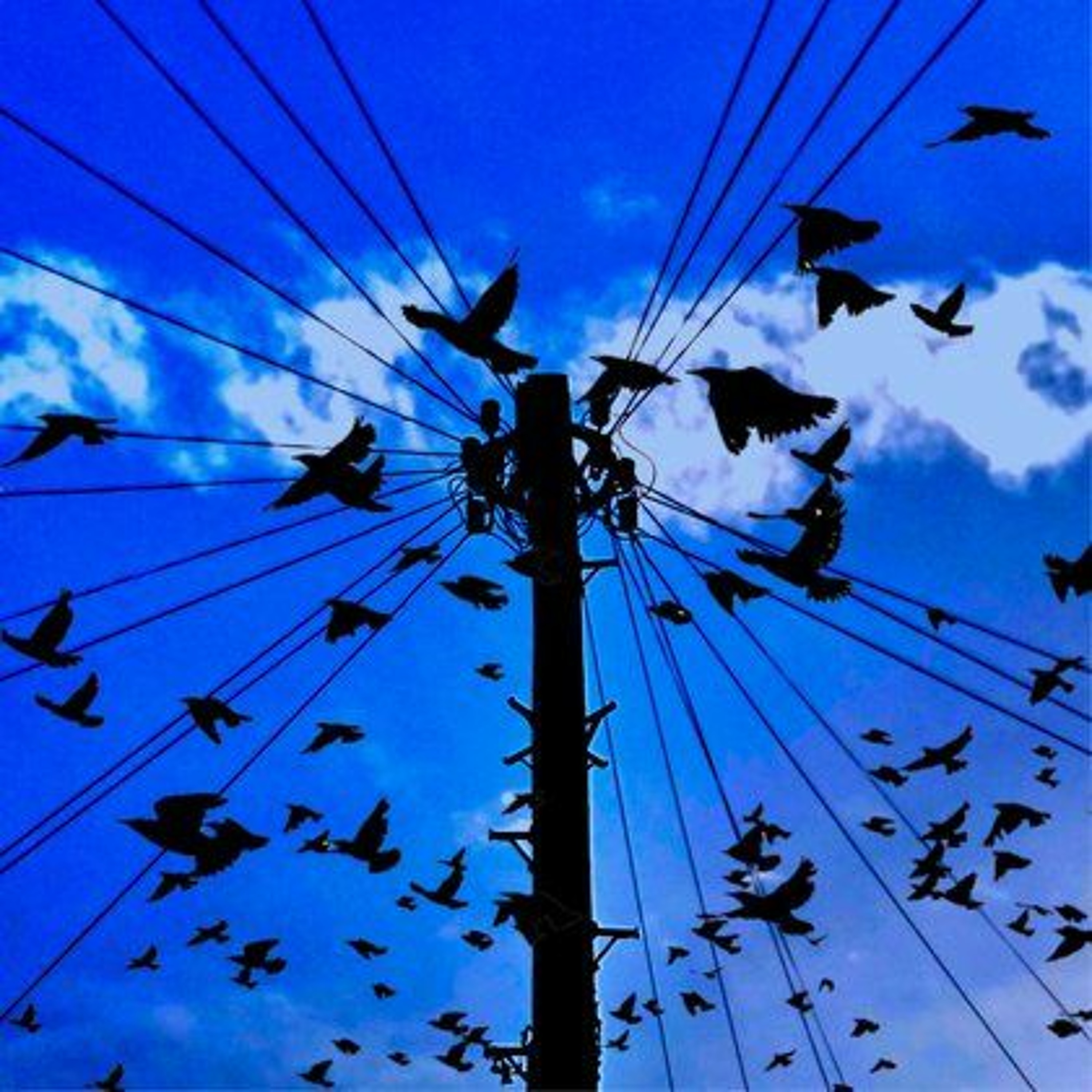 Social Broadcasts