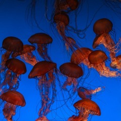 Lil Wayne vs. Turn Out the Lights