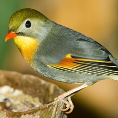 Japón, pais del sol