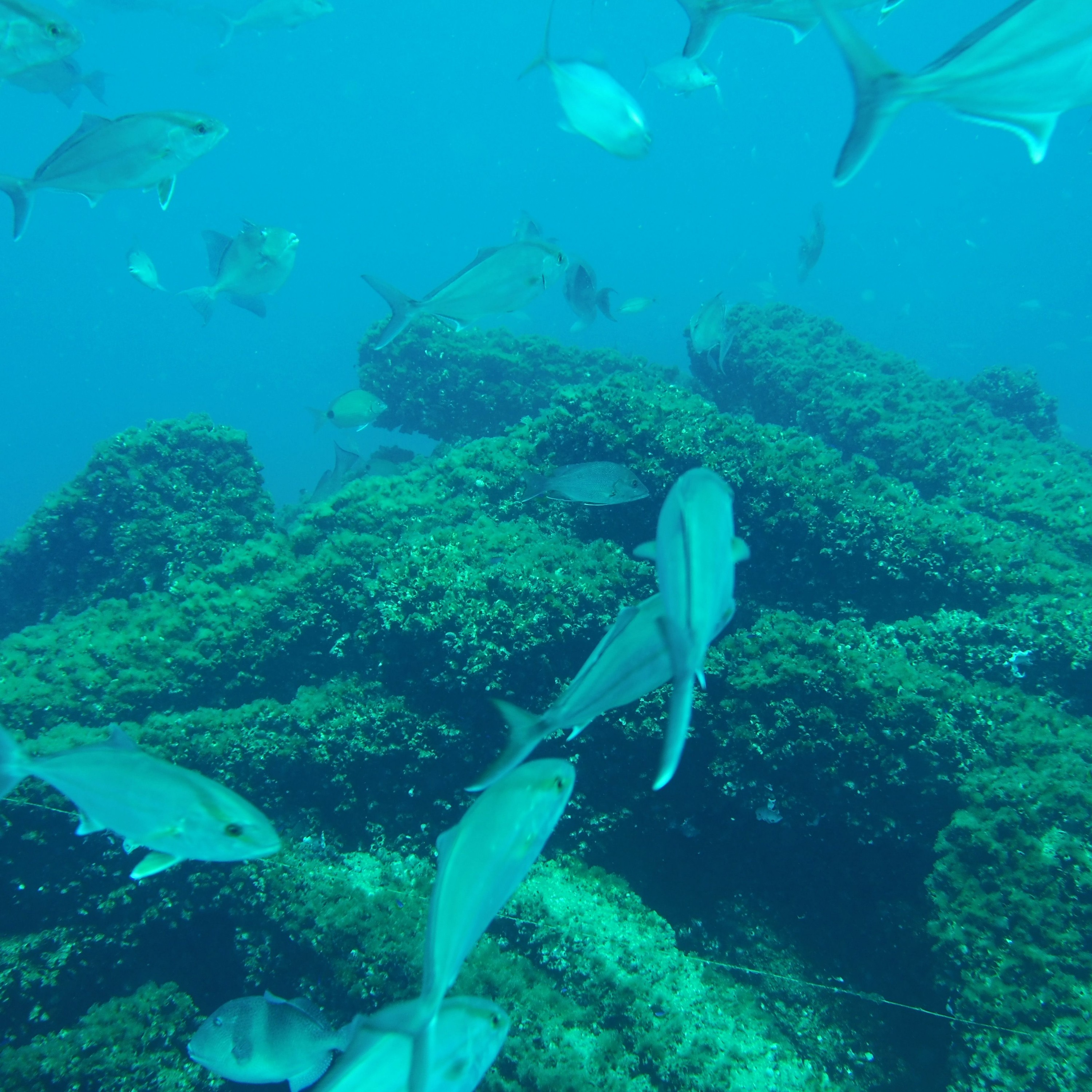 Coastal Advocacy Adventures Podcast
