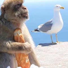 35. Le singe est dans l'arbre (Animation Shorts)