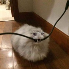 Fattest Rat Theme (Loop)