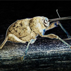 Resonance Weevil