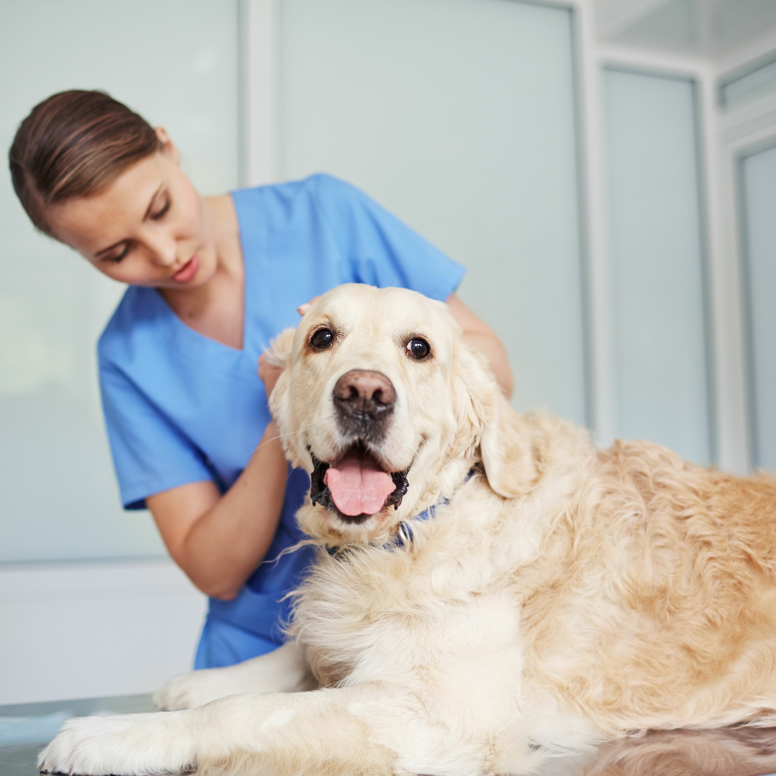 Fear Free Pets