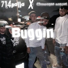 714 POLLO X CHAMPAGNE MAZIEL - BUGGIN