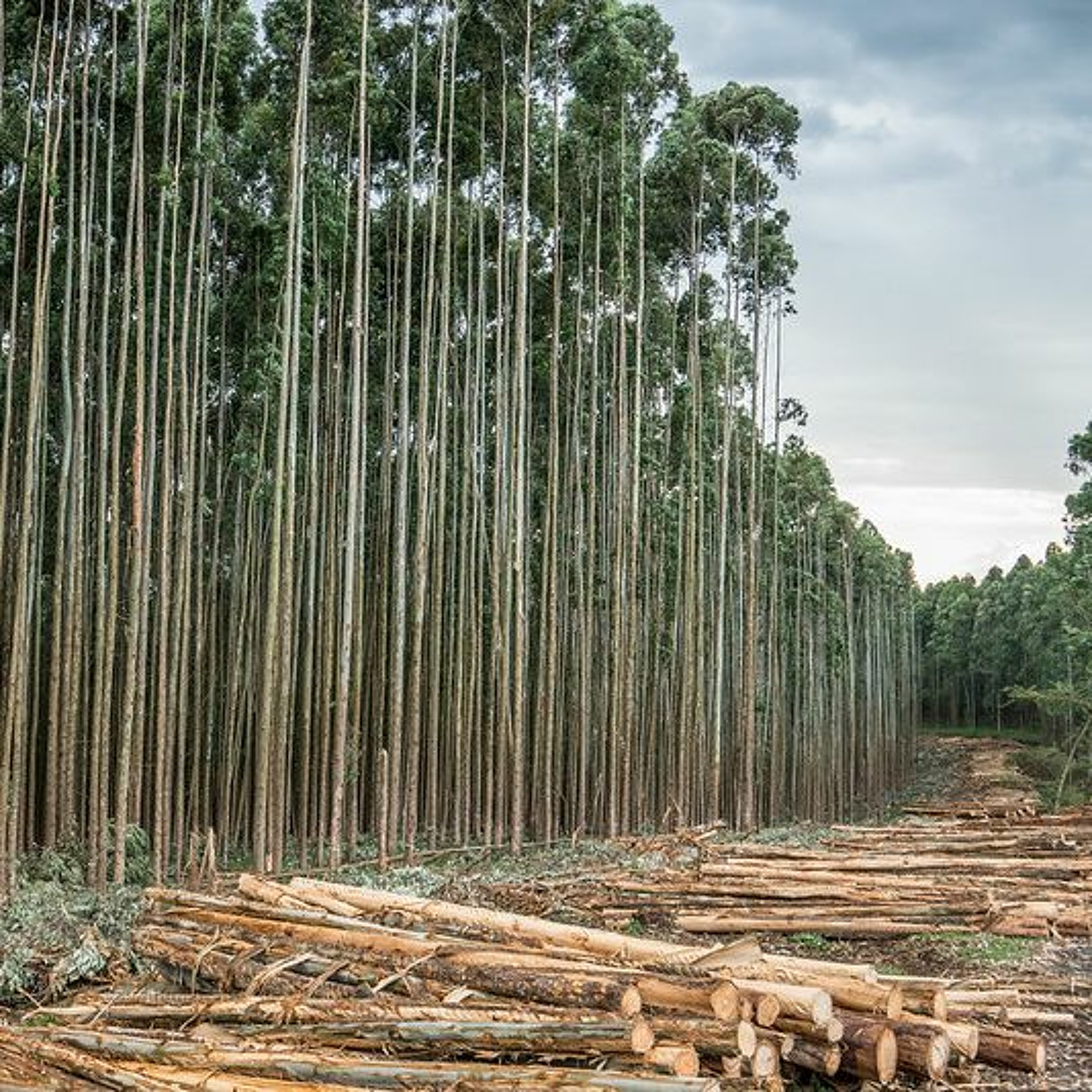 Interview with Lemlem Tajebe, researcher at Ethiopian Environment and Forestry Research Institute episode artwork