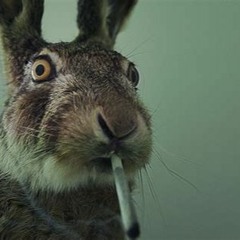 stoned rabbit