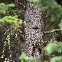 hidden owl