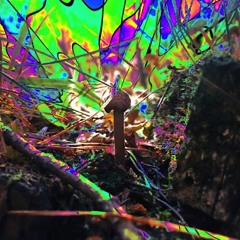 Mushroom Butterfly (PsyTrance 2019 November Mix)