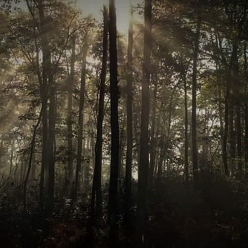 dark forest