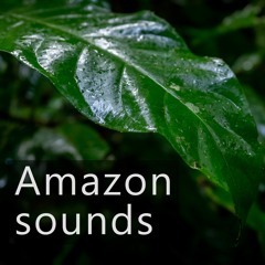 Amazon Rainforest - Humid Morning
