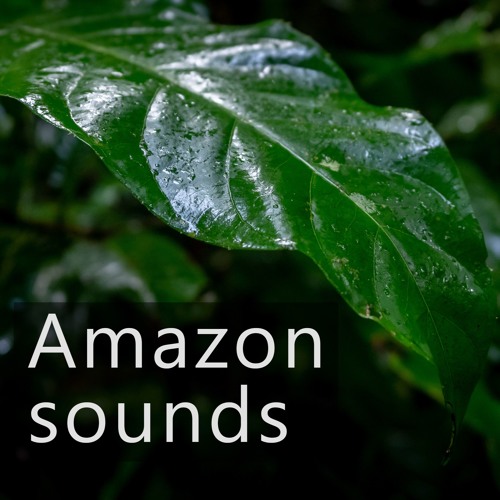 Amazon Rainforest - Humid Morning