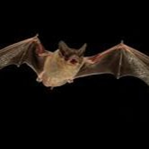 Bat-lovers unite! Monitoring, protecting and loving our flying mammal friends.