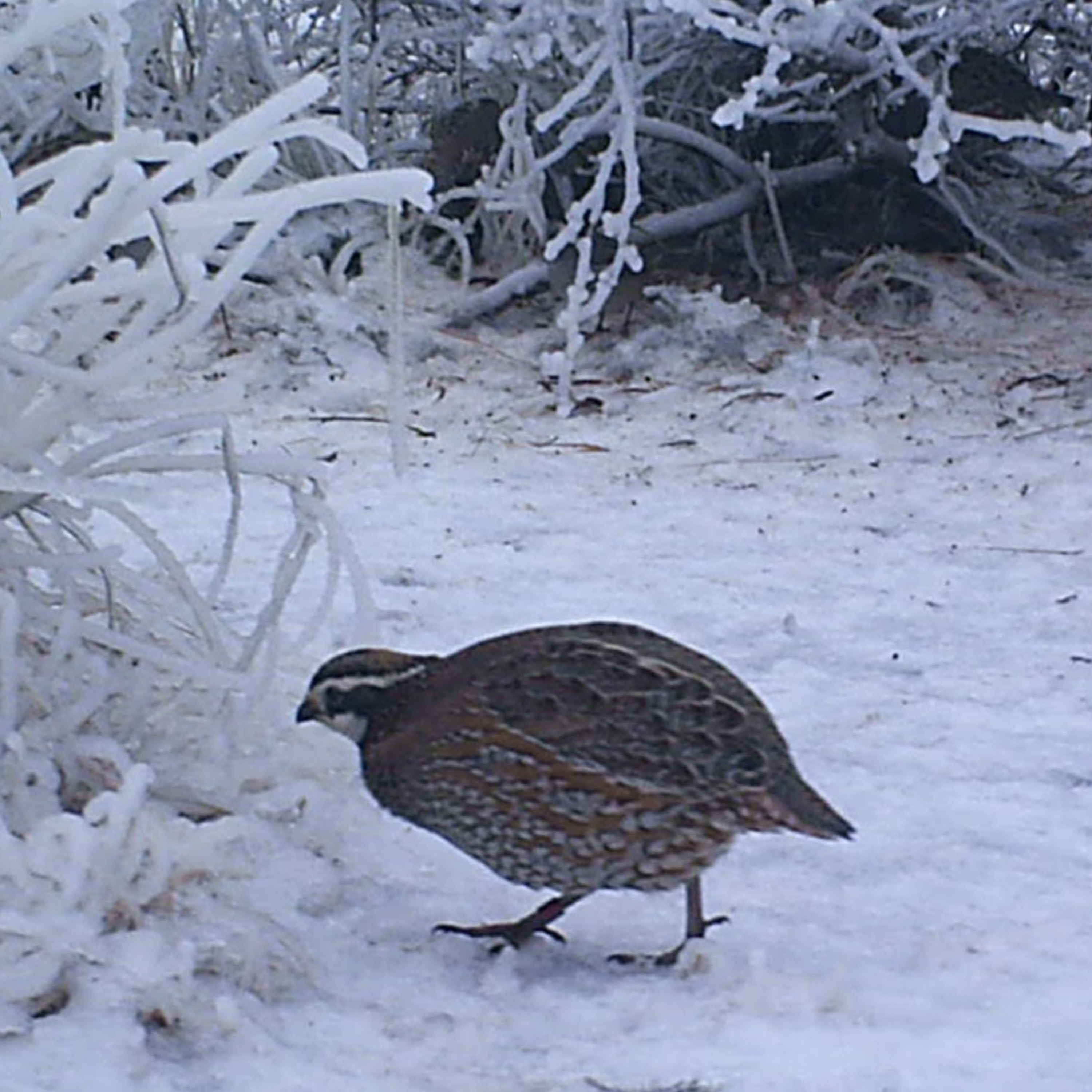 Dr. Dale on Quail