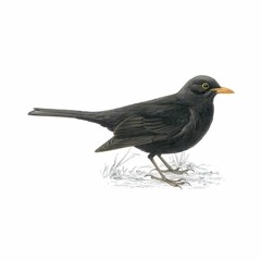 Blackbird