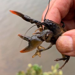 S04 Episode 16: Jewel Mudbug