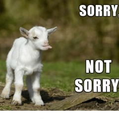 Sorry I'm Not Sorry