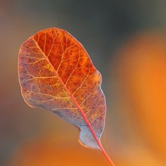 خالق السماء وما فيها (cover)