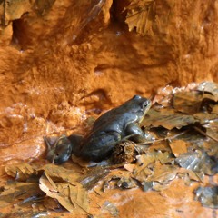 lauter grosse bäume