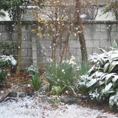 〈勝手にオーディオブック 第1回〉新美南吉「手袋を買いに」