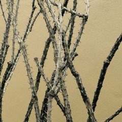 I'd Pluck a Fair Rose - Dollr Hollr