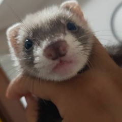 Jack Stauber - Buttercup (1 hour)