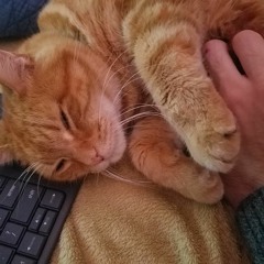 Little Bingy Running So Free